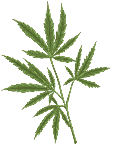 hemp plant header right